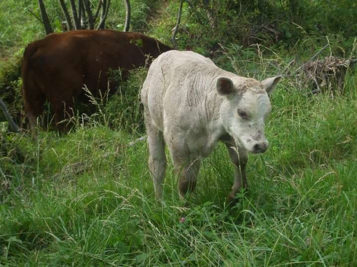 Calvesjune182009002-720.jpg
