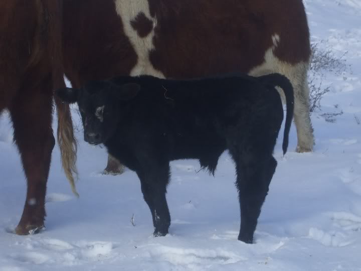 snowycalves032.jpg