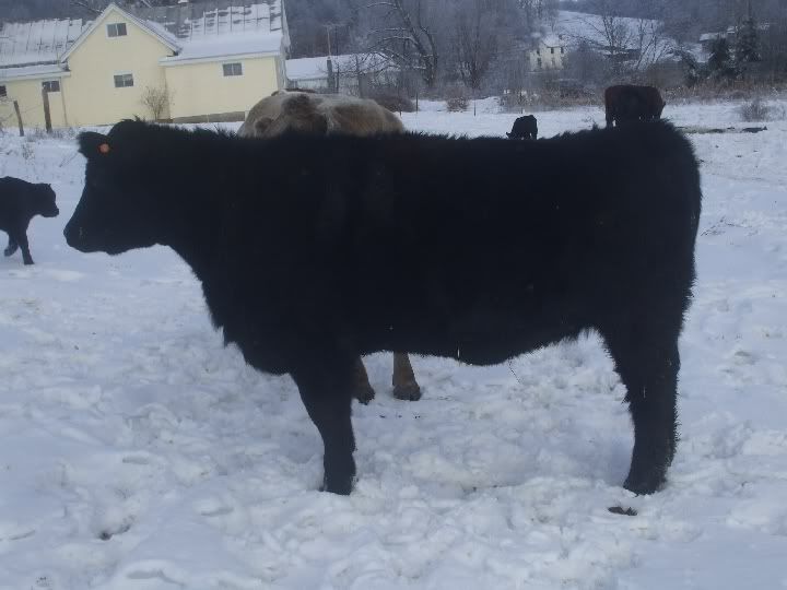 snowycalves039.jpg