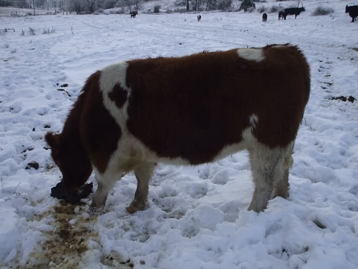 snowycalves043.jpg