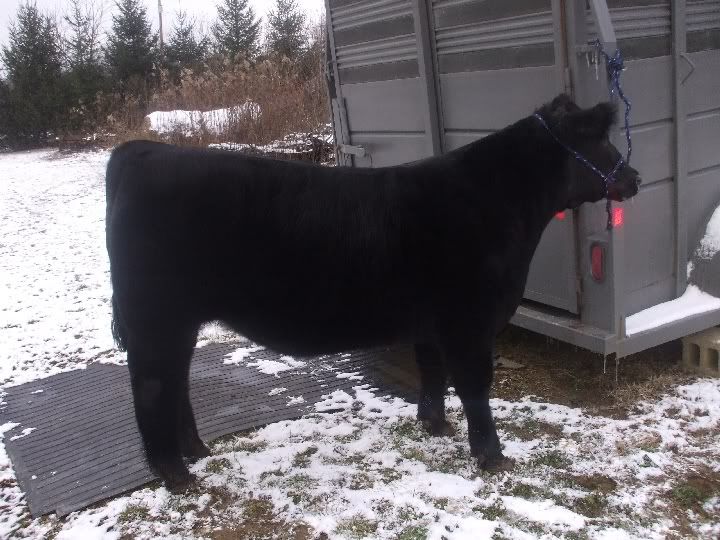 steer001.jpg