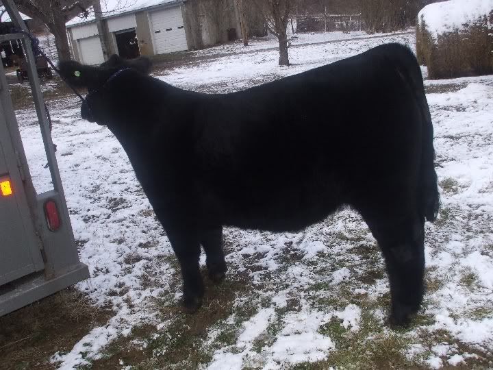 steer010.jpg