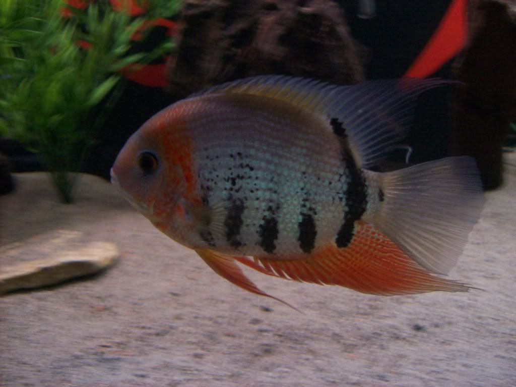 Green Severum Images