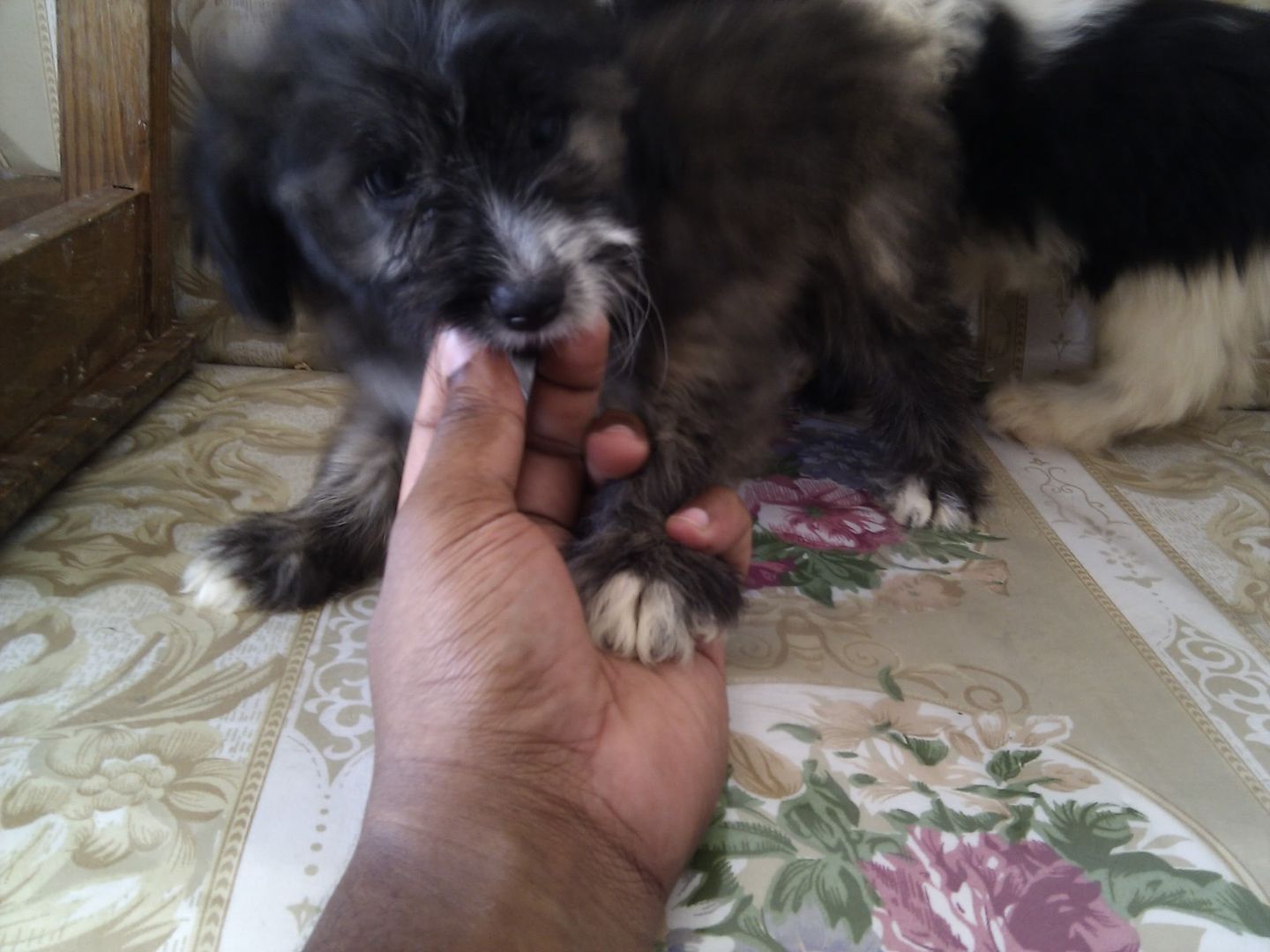 Shih+tzu+poodle+mix+puppies+for+sale+uk