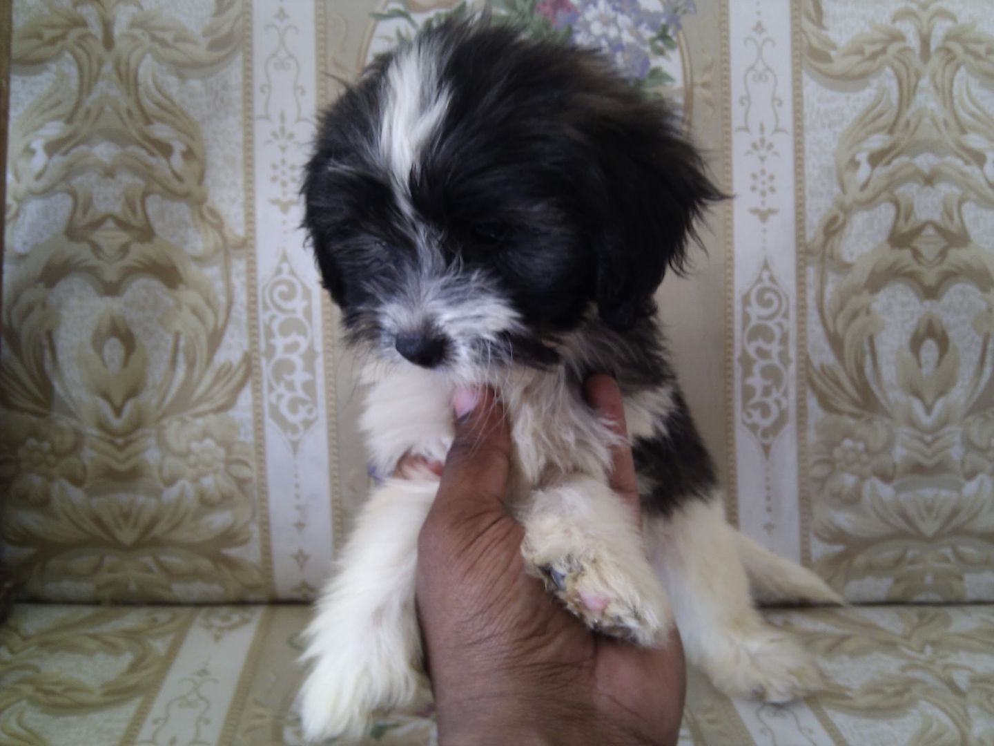 Shih+tzu+mixed+with+poodle+puppies+for+sale