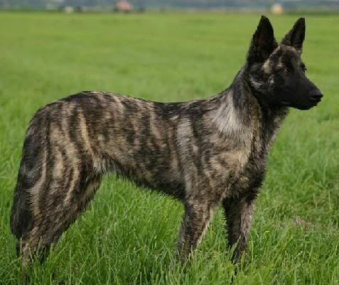 HollandDutchShepherd.jpg dutch shepherd image by deezeldog