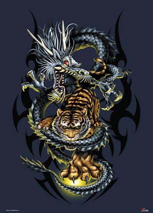 tiger &amp; dragon Pictures, Images and Photos