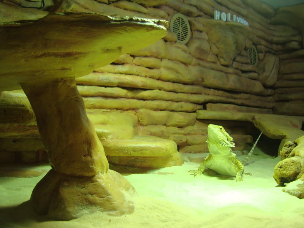 Vivarium and Fake Rock Summer Project PICTURE HEAVY Reptile Forums