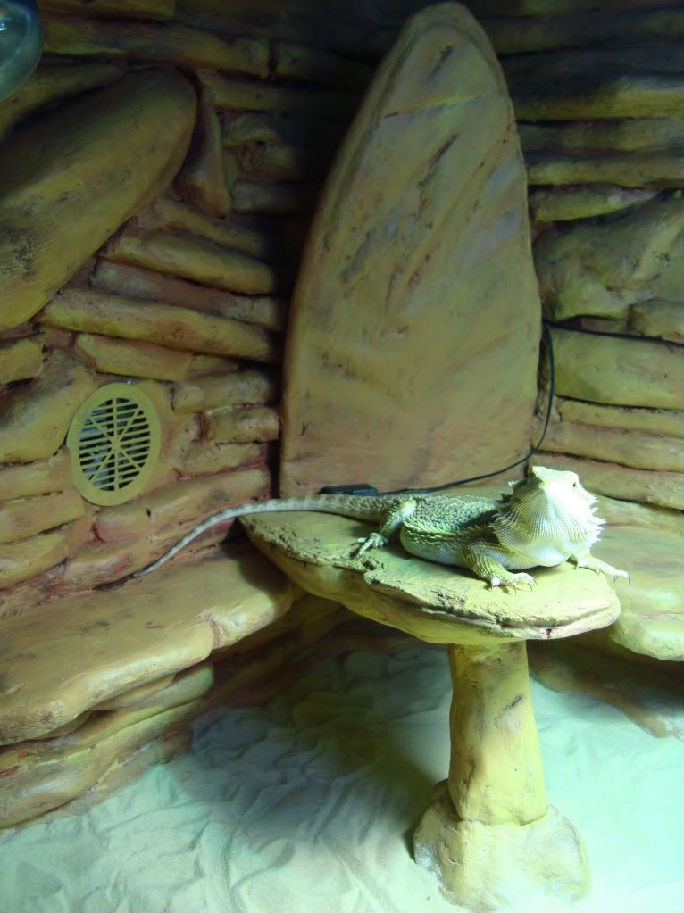 Vivarium and Fake Rock Summer Project PICTURE HEAVY Reptile Forums