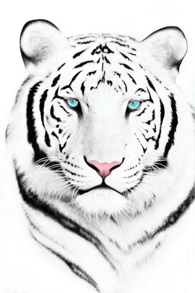 Tigers Face Close Up