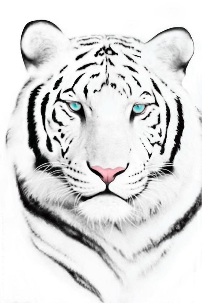 White Tigers Face