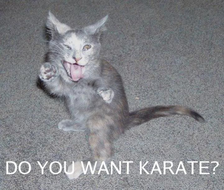 funny-pictures-of-cats-dot-info-057.jpg