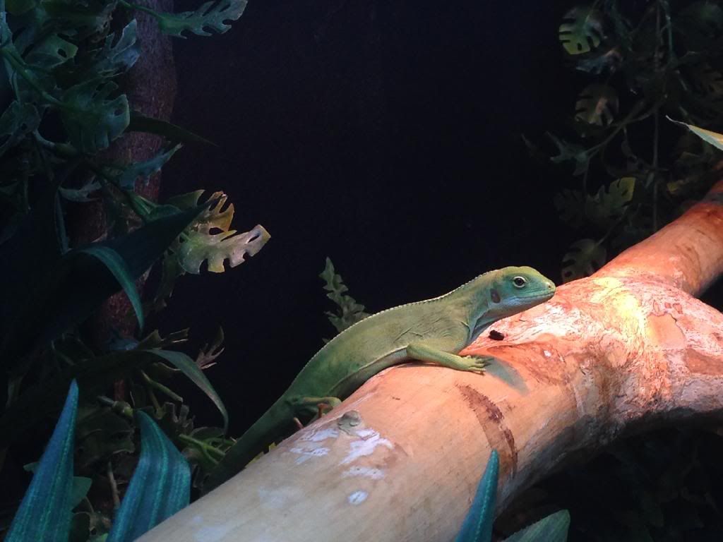 Finally own my dream lizard... The fiji Reptile Forums