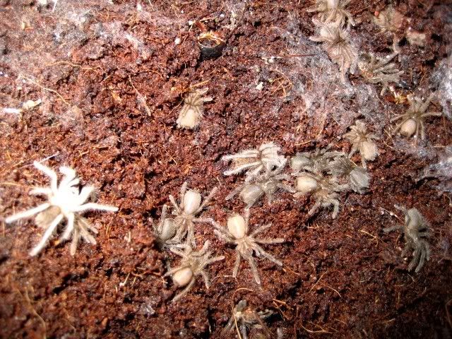 H. gigas Communal Arachnoboards