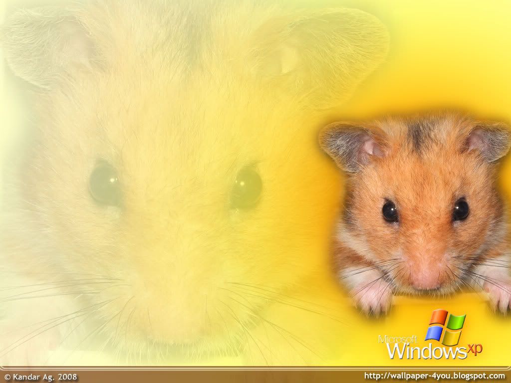 Tiko-Wallpaper.jpg Hamster