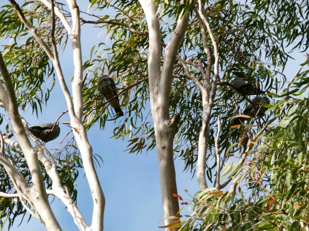 Kitchen2011andbirds052-1.jpg