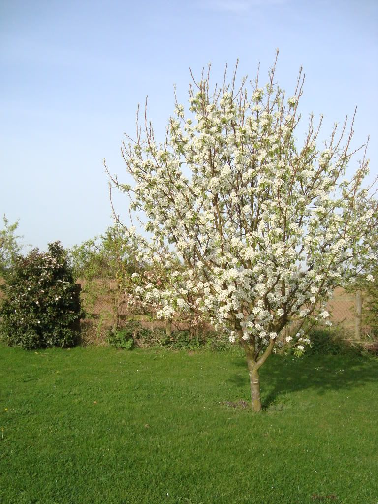 tree,blossom