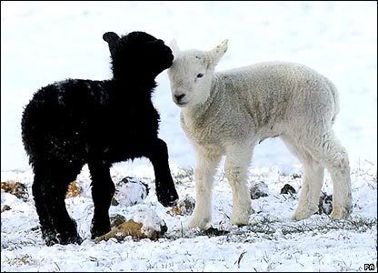 lambs.jpg picture by MM7129
