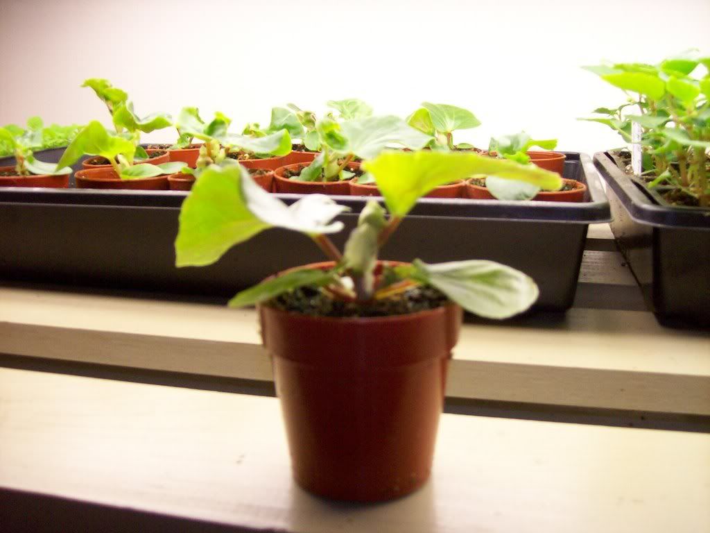 Angel Wing Begonia (8 weeks)
