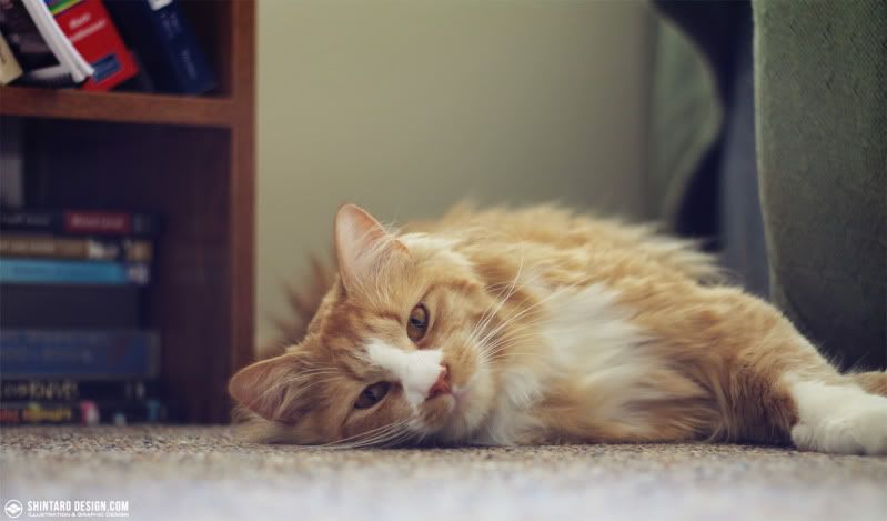 IMAGE: http://i234.photobucket.com/albums/ee215/smaeda/IMG_1804_3.jpg