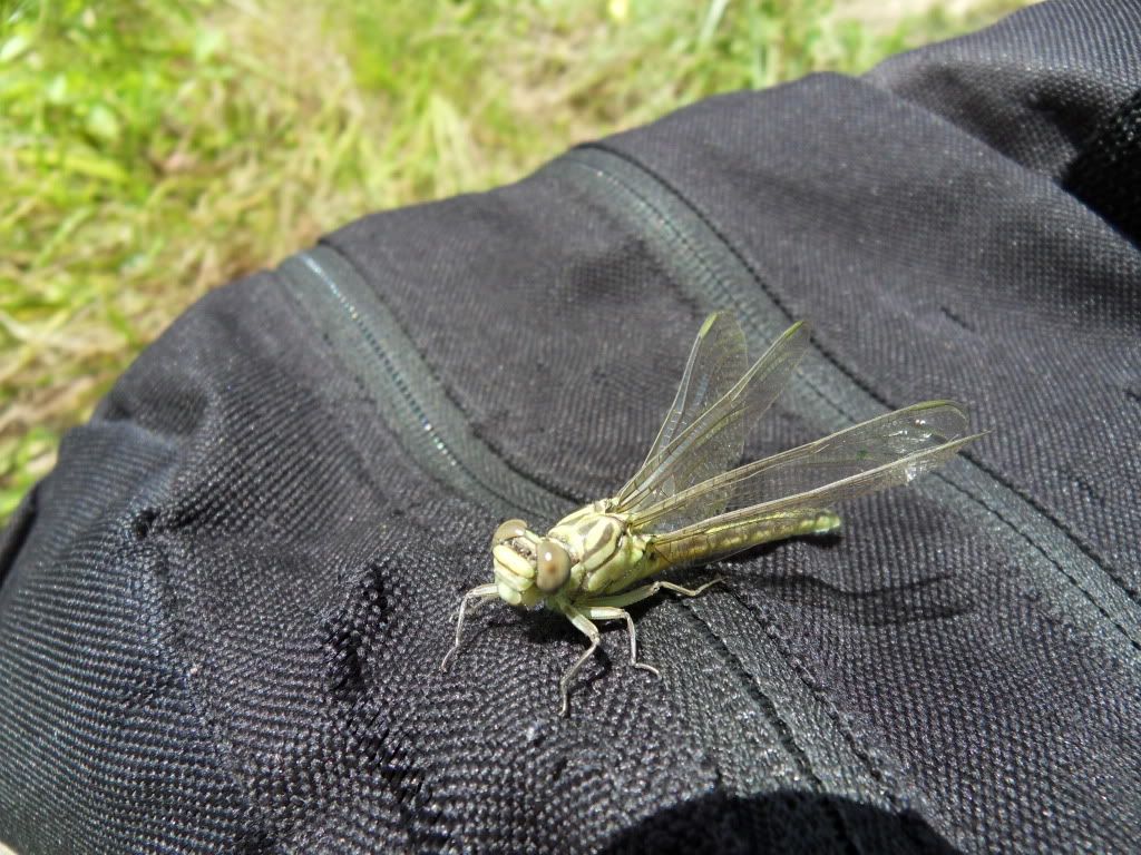 Paveikslėlis