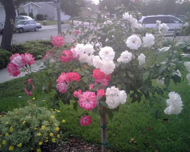 grafted Iceberg rose tree. Pink Iceberg Rose. grafted Iceberg rose tree.