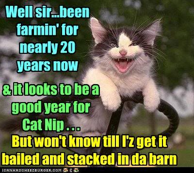 funny-pictures-kitten-is-a-farmer.jpg