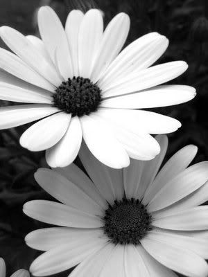 black and white flowers. 100%