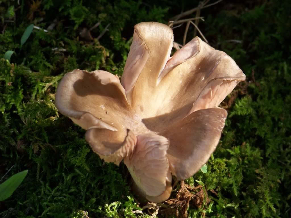 Mushroom Looks Like A Flower Photo by sheilacarterpix Photobucket