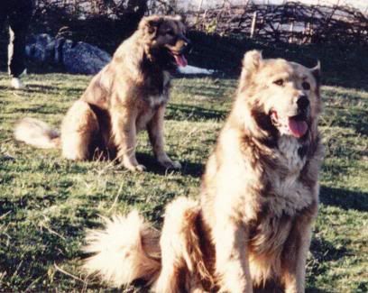 illyrian shepherd dog