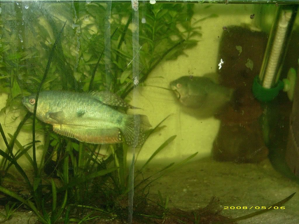 ocasalgourami.jpg