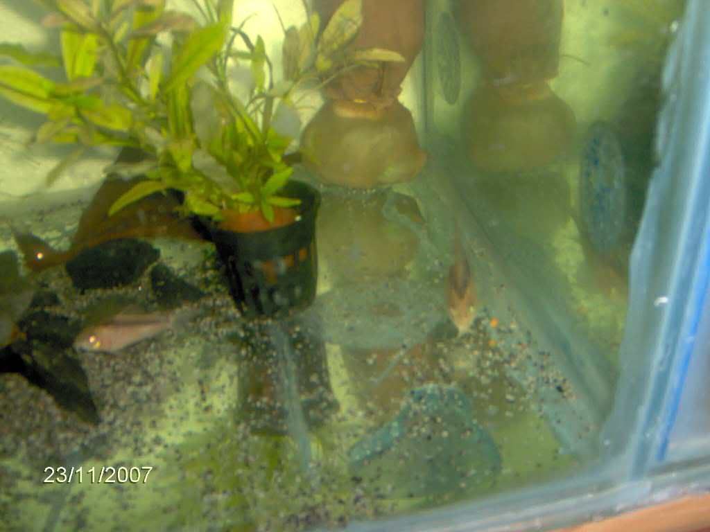 rabautizygatus1.jpg