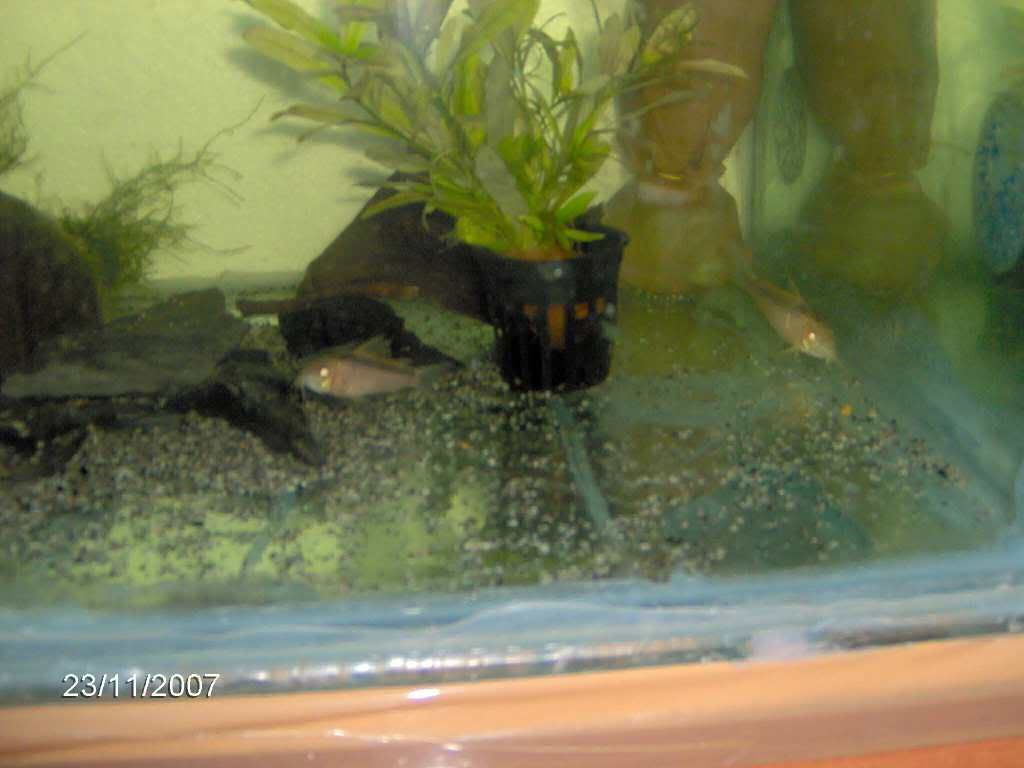 rabautizygatus2.jpg