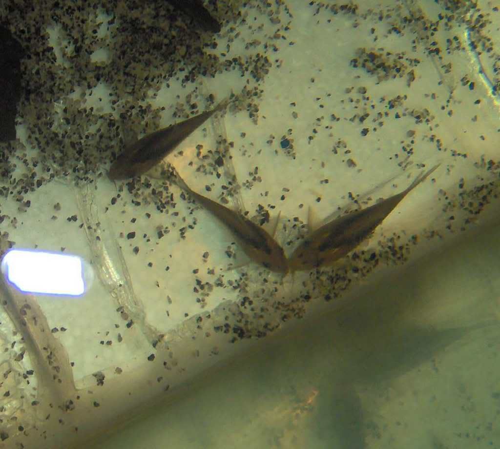 rabautizygatus3.jpg
