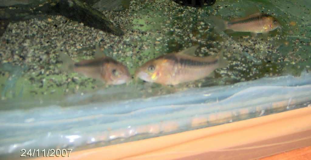 rabautizygatus4.jpg