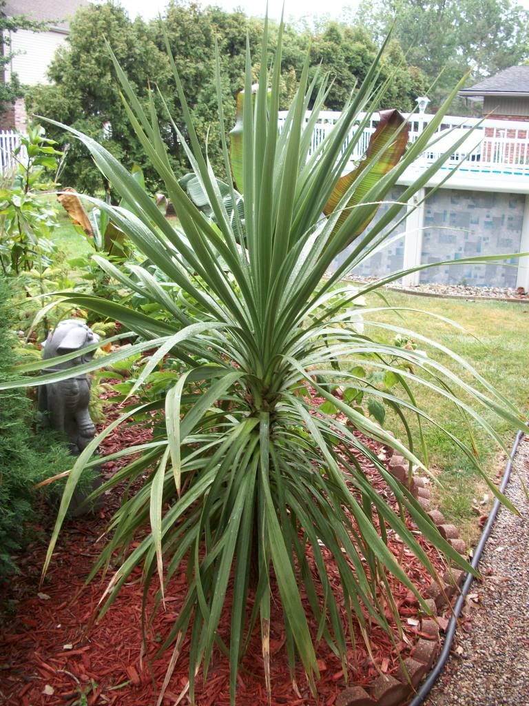 Tropical Michigan midsummer pics