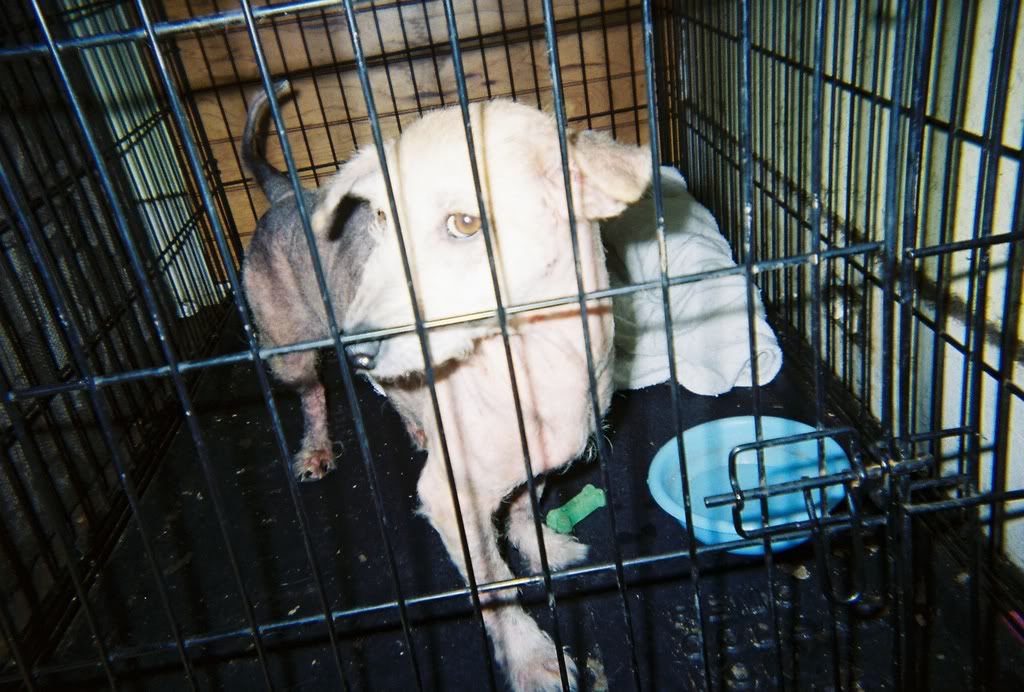 Stray dog question Page 2 Puppy Forum and Dog Forums