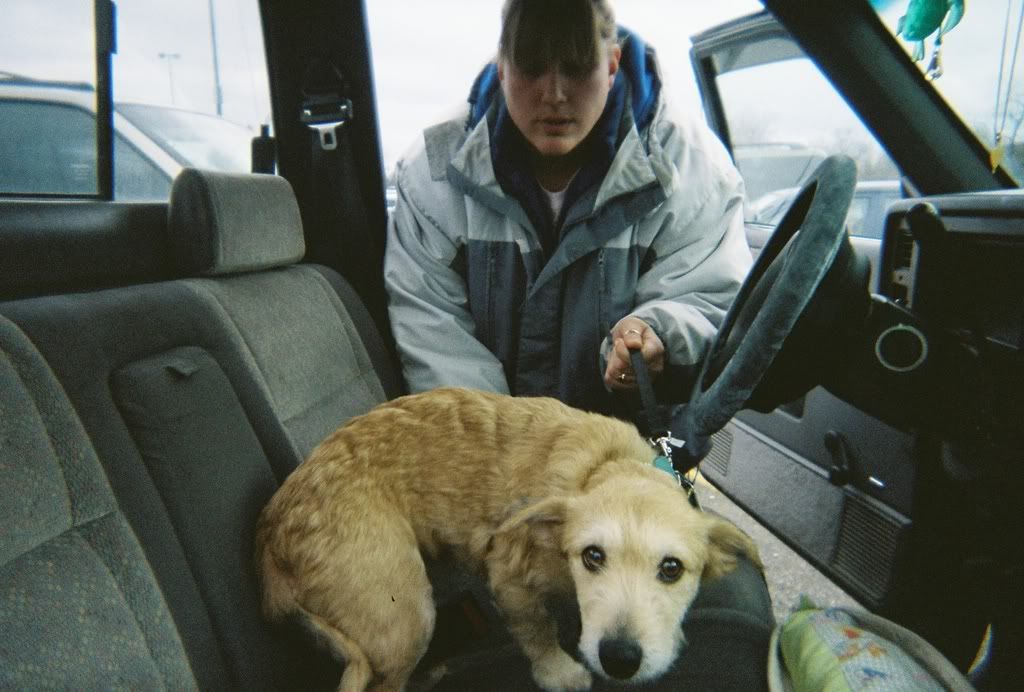 Stray dog question Page 2 Puppy Forum and Dog Forums