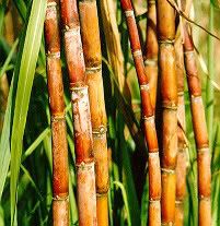 gm sugarcane