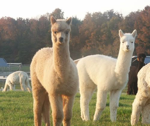 alpacas Pictures, Images and Photos
