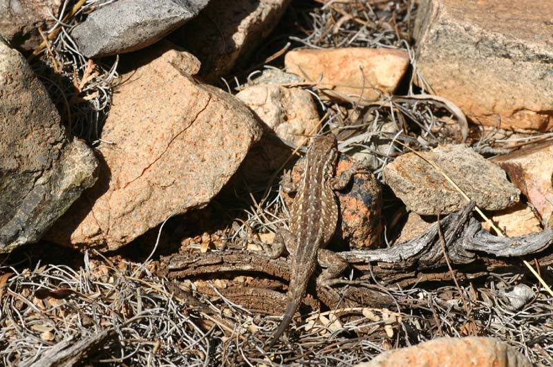 spotted tree lizard