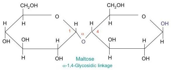 Amylase Molecule