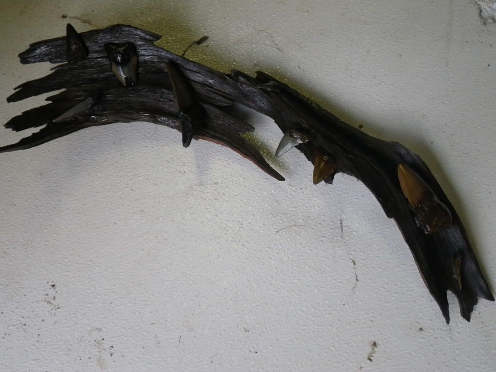 IMGP1056.jpg