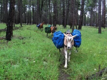 New here. Meet the boys. - Goats
