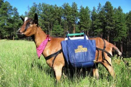 Starting Goats...why is it so hard? - Goats