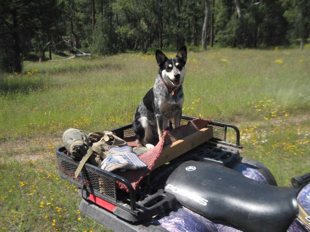 Ratbike rampage - let's see yer stock chaser - Homesteading Questions