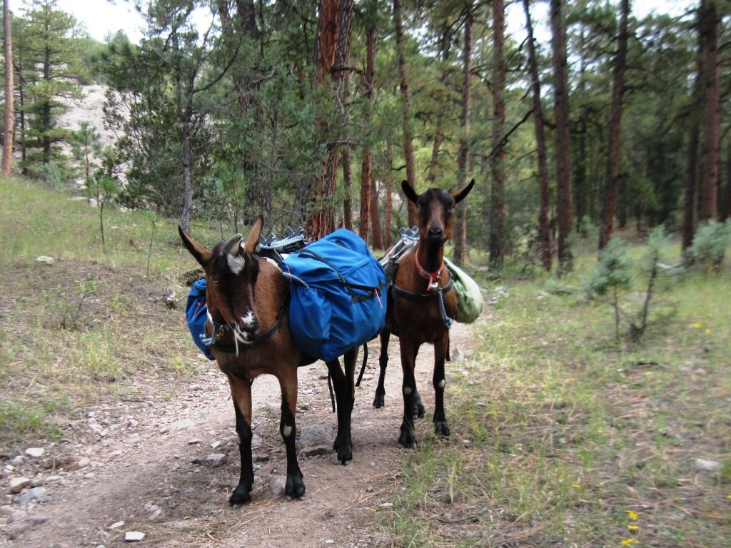 Draft goats? - Goats