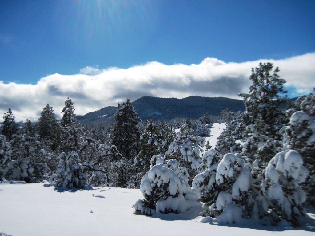 Show your pics of the storm here. Love snow pics - Goats