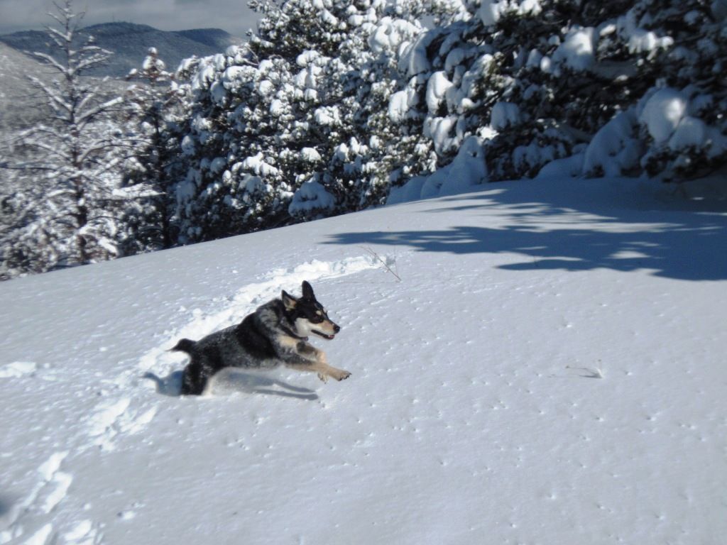 Show your pics of the storm here. Love snow pics - Goats