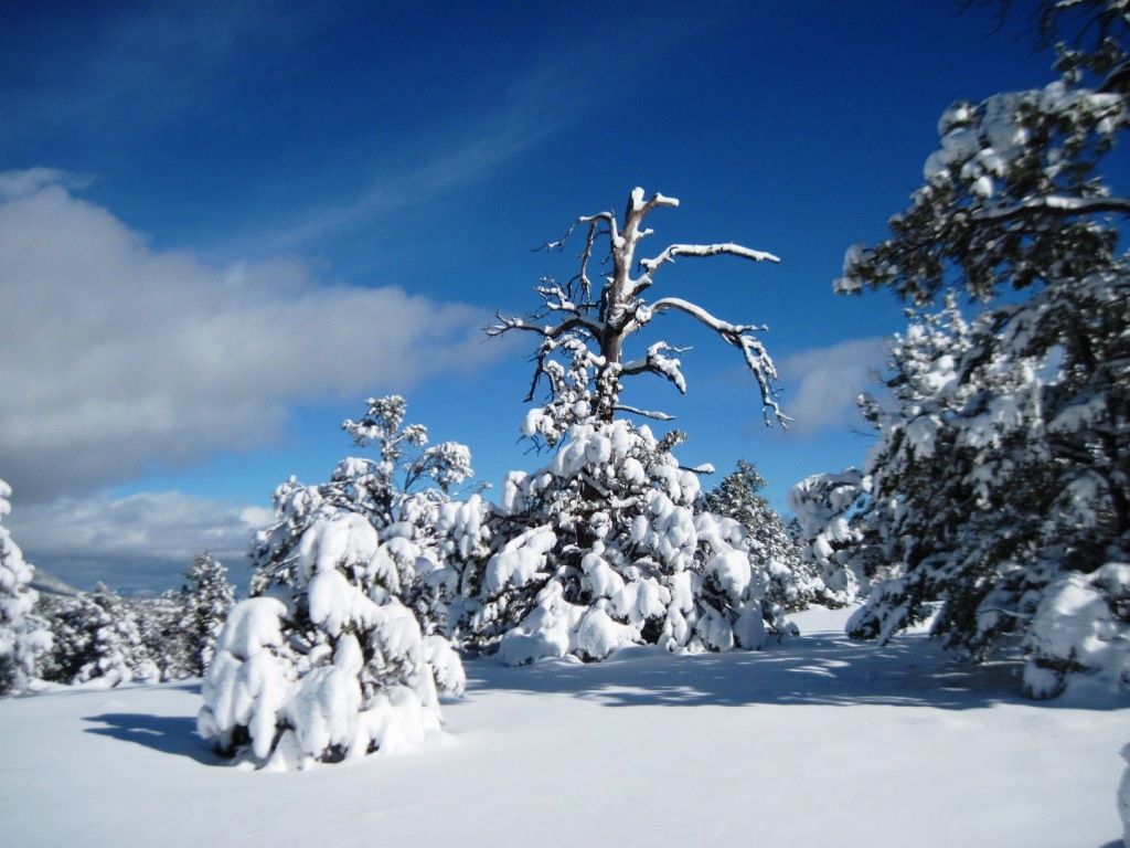 Show your pics of the storm here. Love snow pics - Goats